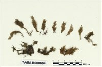 藏品(臺灣羽枝苔)的圖片